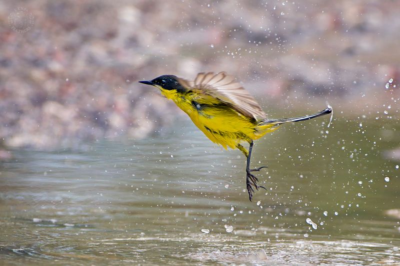 Lens and Feathers фото превью