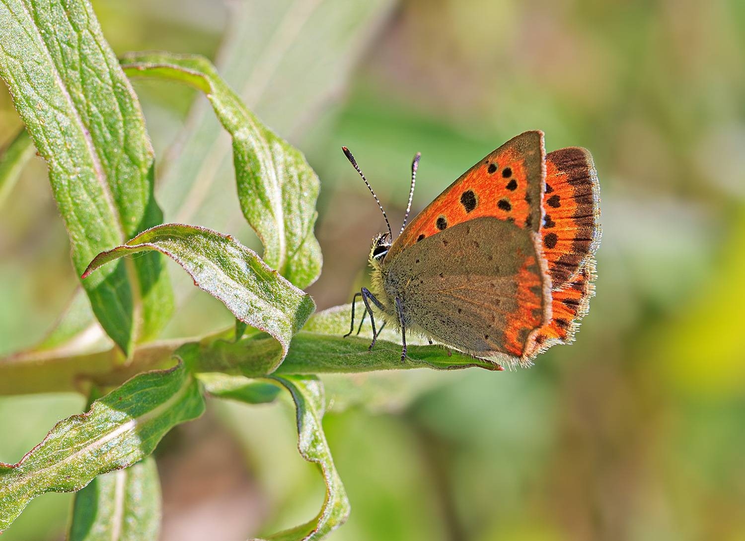 насекомые, бабочка, голубянка, червонец, пламенный, весна, май, Борис Новиков
