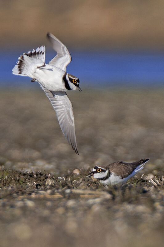 Малые зуйки фото превью