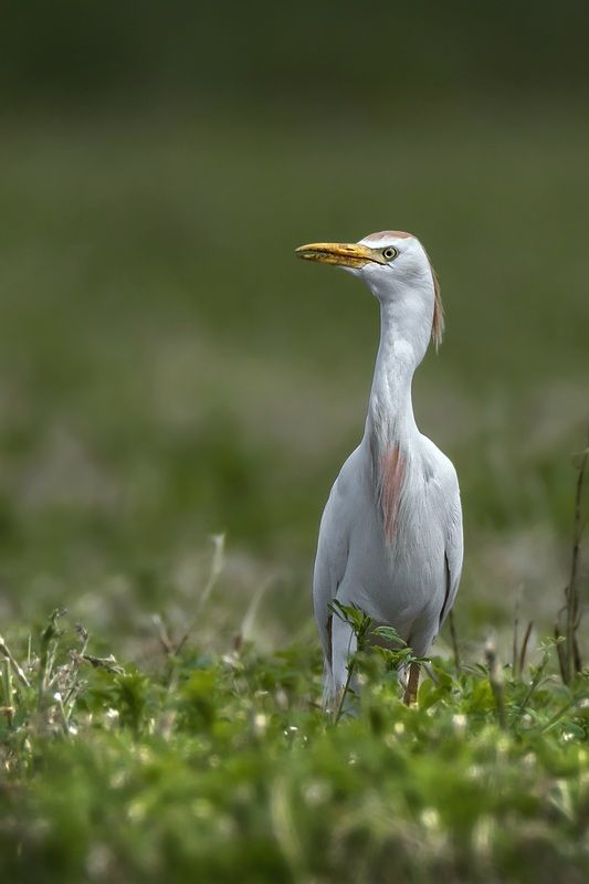 Египтянка фото превью