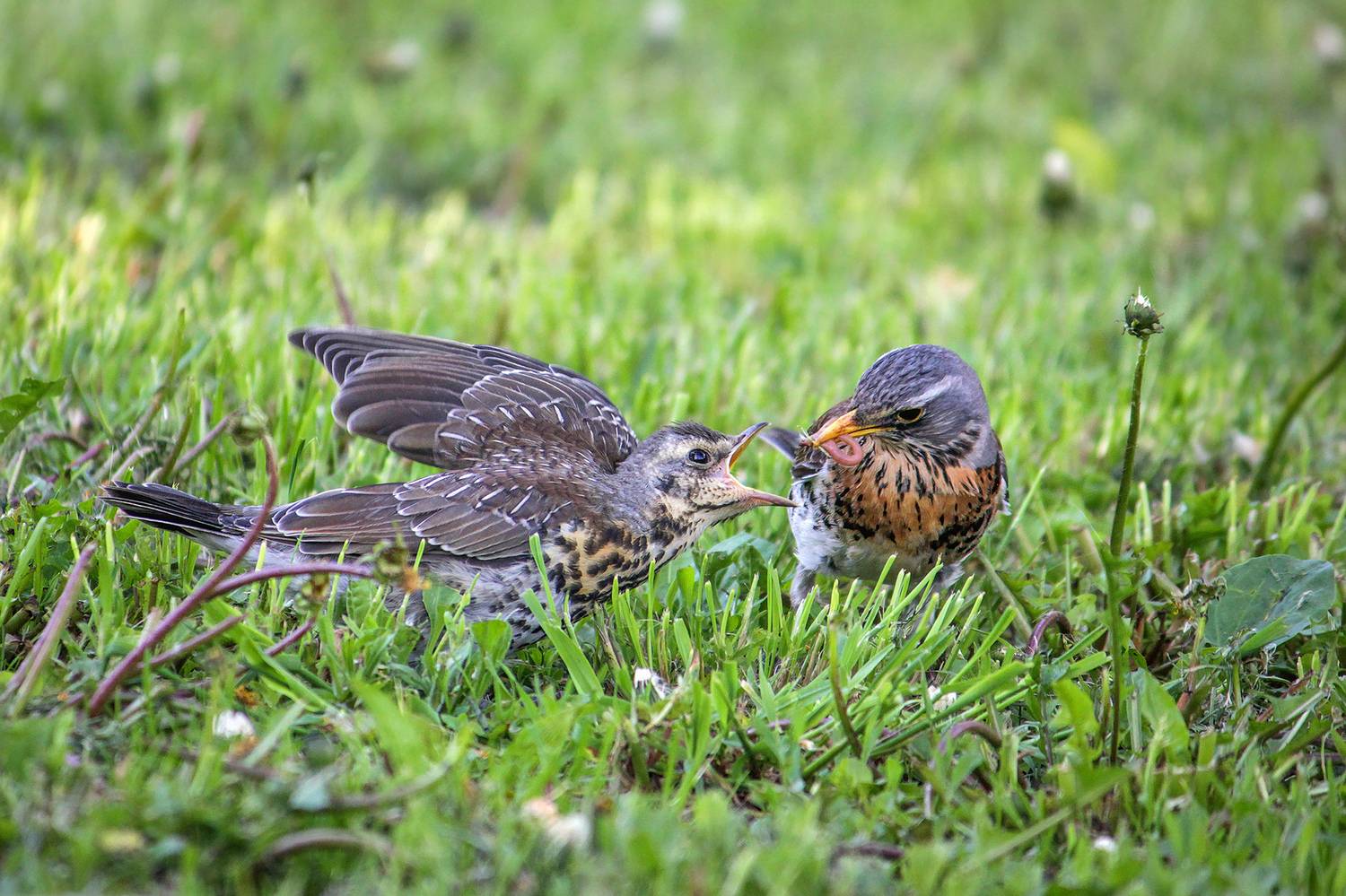 дрозд, рябинник, дрозд-рябинник, turdus pilaris, КарОл