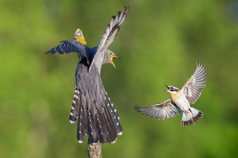 Кукушка и чекан фото превью
