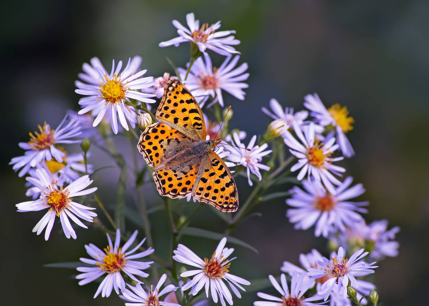 Бабочка, цветы, Чепленко Алексей
