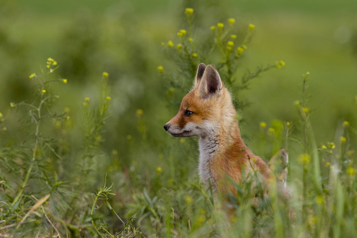природа, Валерий Черняк