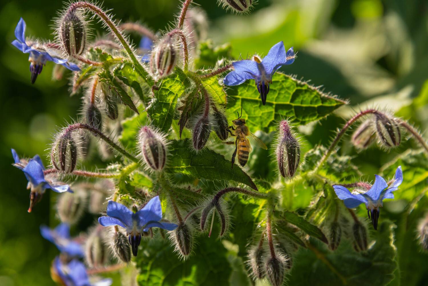 , Vladimir Bragilevsky