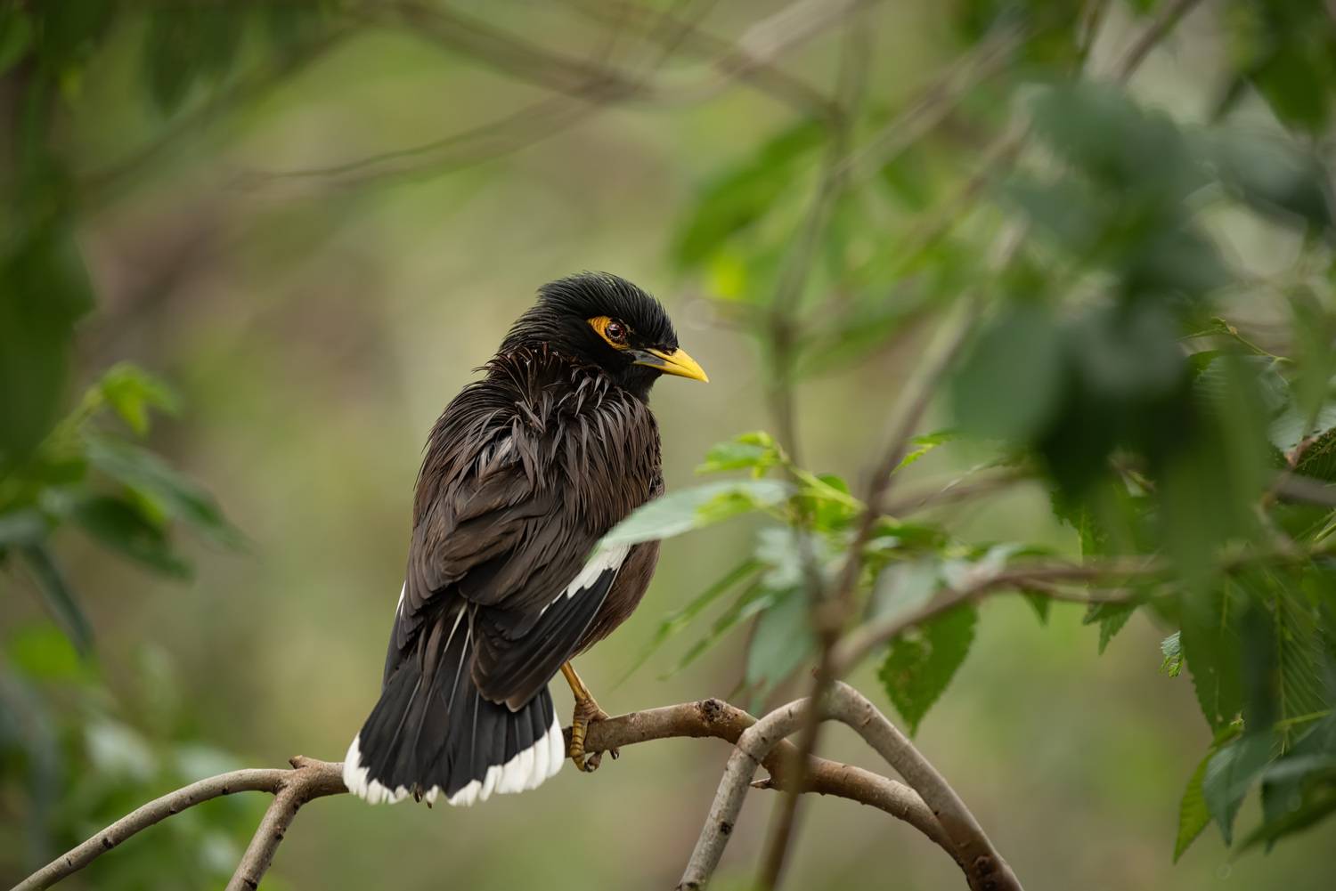 , Рагинская Ольга