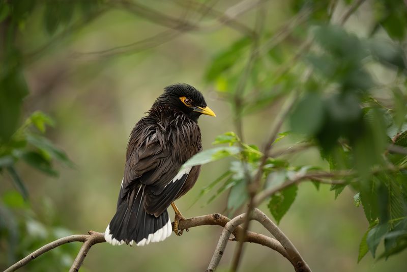 Майна фото превью