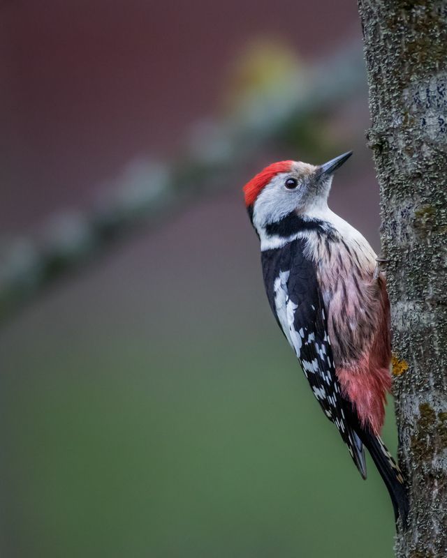 Middle spotted woodpecker фото превью