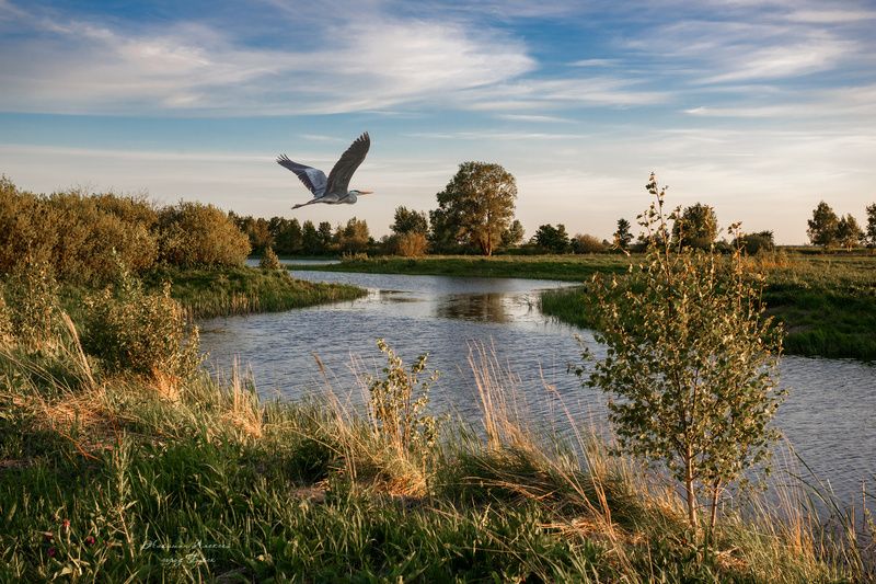 Полет серой цапли над озером Шамшадин фото превью