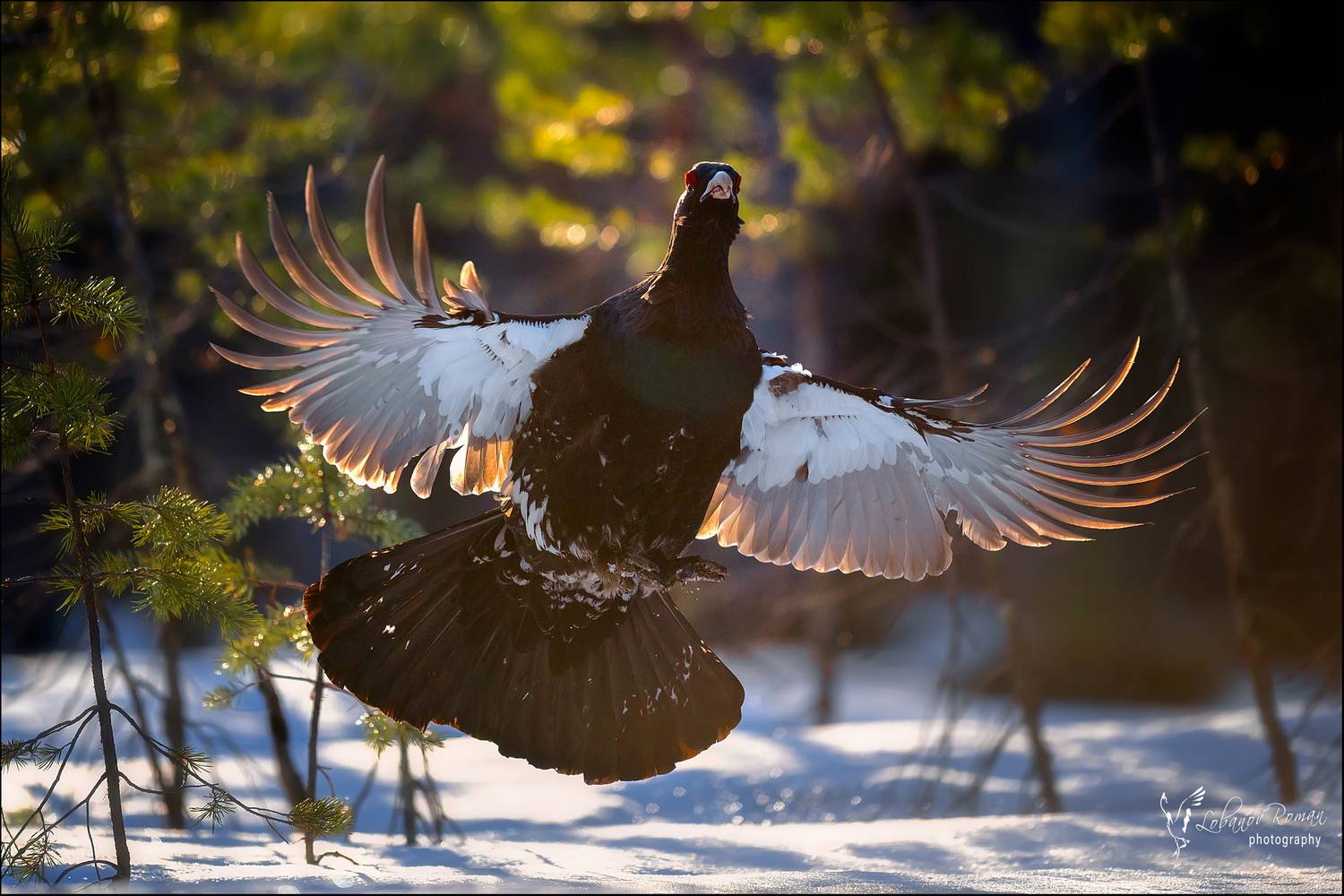 , Лобанов Роман