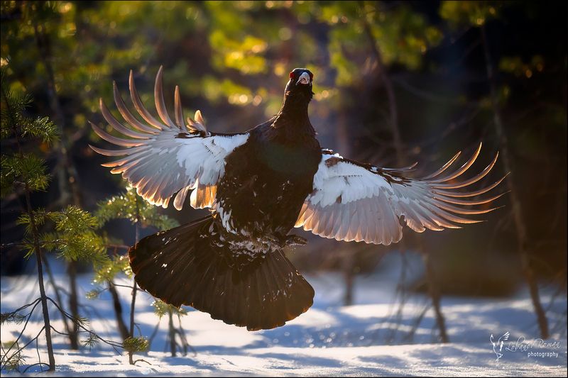 Жар-птица фото превью