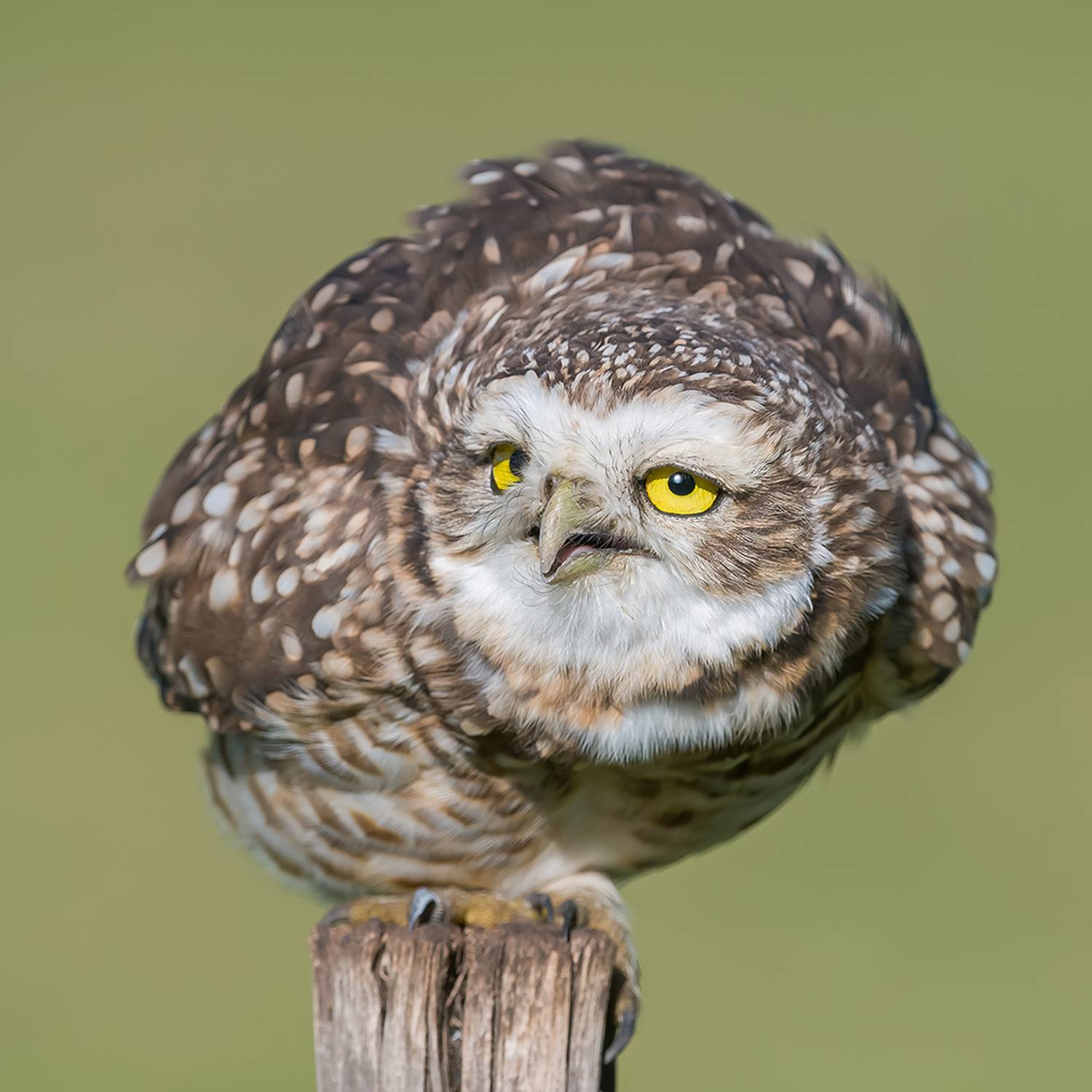 воробьиный сыч (glaucidium passerinum). mochuelo chico. argentina. фотоохота., Андрей Алексеев