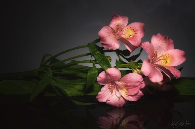 Астромерии фото превью