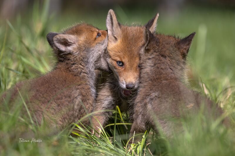 Братские объятия фото превью