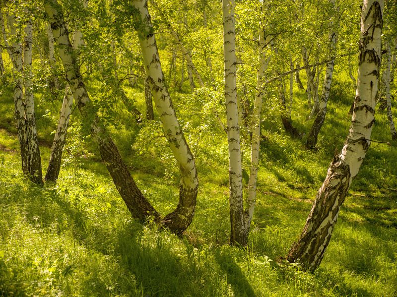 салатовый лес фото превью