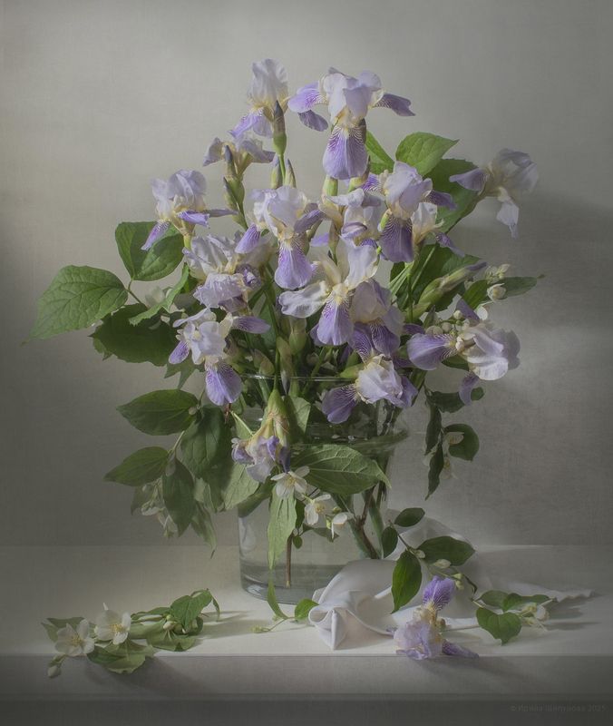 Ирисы фото превью