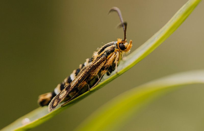 бабочка, макро, стеклянница Стеклянница молочайная и её пополнение фото превью