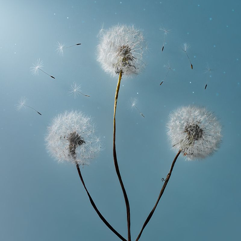 * фото превью