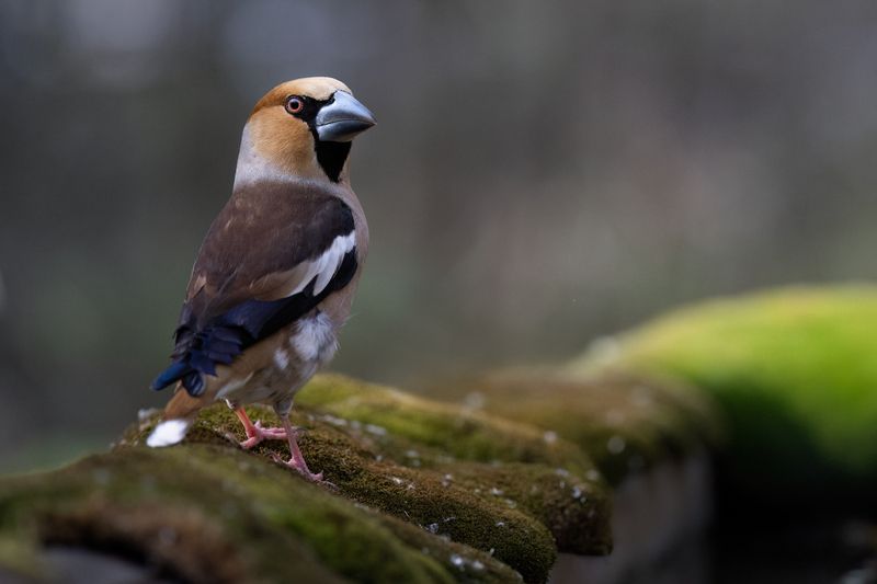 Дубонос фото превью