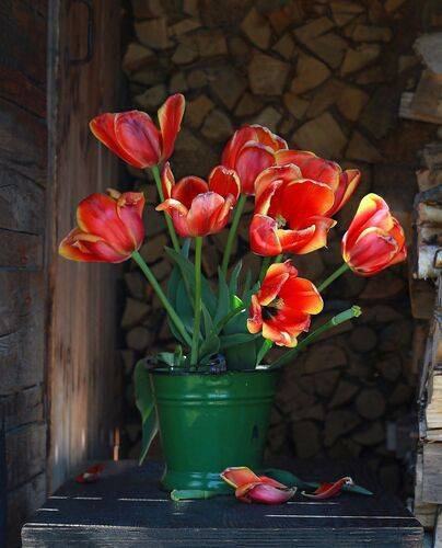 Последние тюльпаны