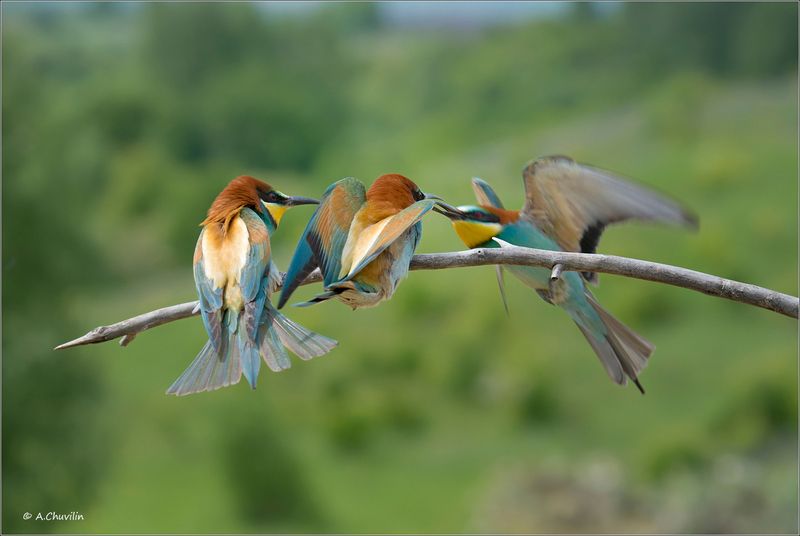 птицы,щурки,поцелуйчик,на,лету Поцелуйчик на лету ) фото превью