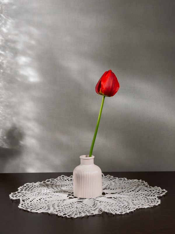 Красный тюльпан фото превью