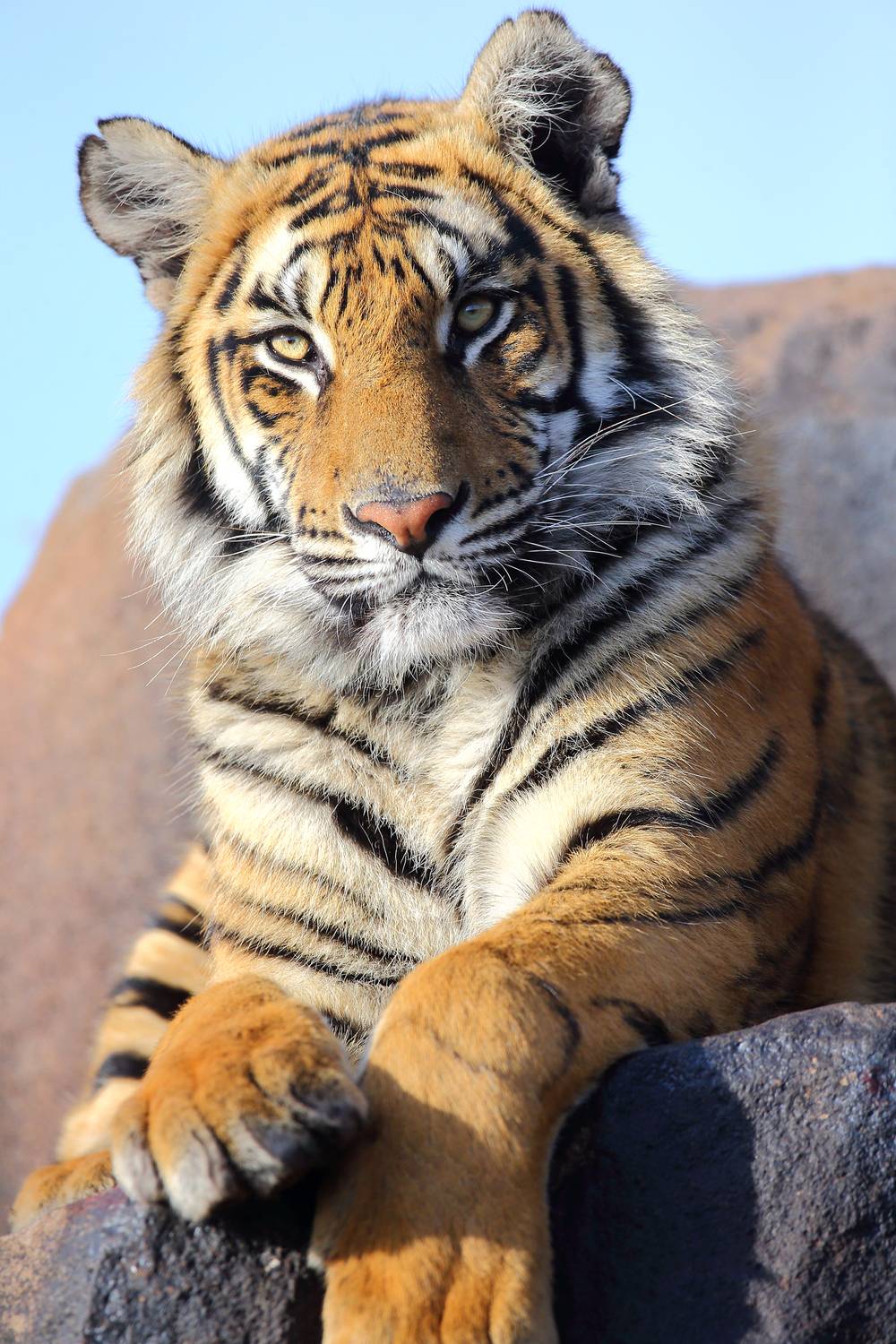 , Гудков Андрей