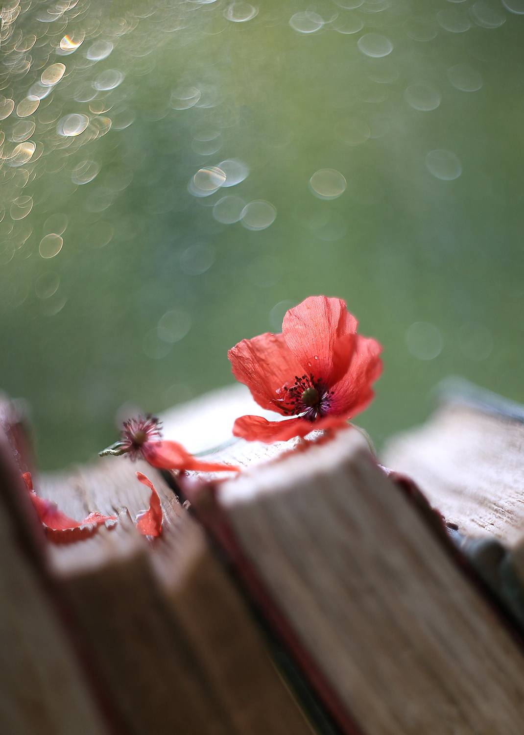 мак, старинные книги,весна, мысли о главном, беларусь, ирина горюкина, гелиос 44-2, ИРИНА ГОРЮКИНА