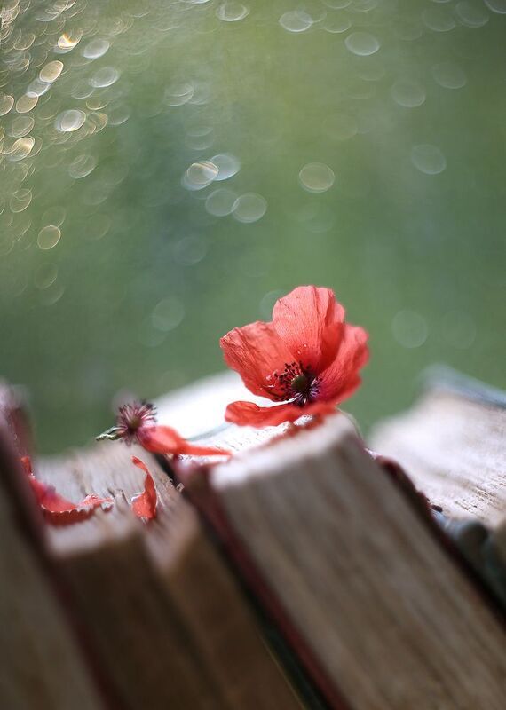 мак, старинные книги,весна, мысли о главном, беларусь, ирина горюкина, гелиос 44-2 Мысли фото превью