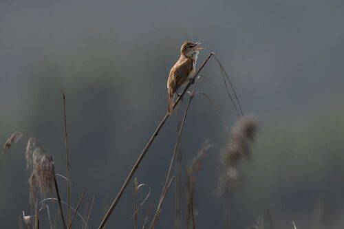 Great reed warbler