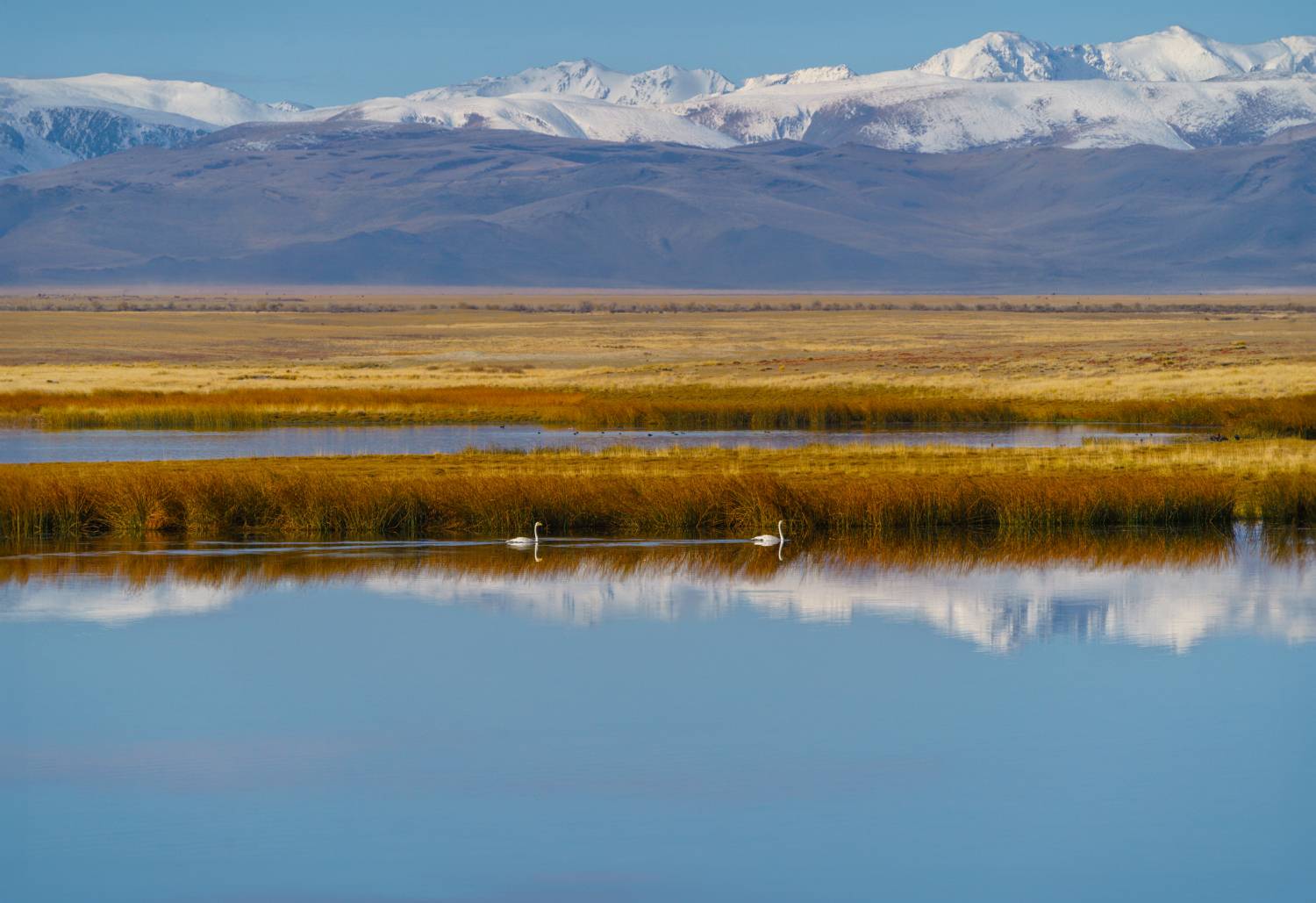 Россия, Алтай, озеро, лебеди, пейзаж, Лариса Дука