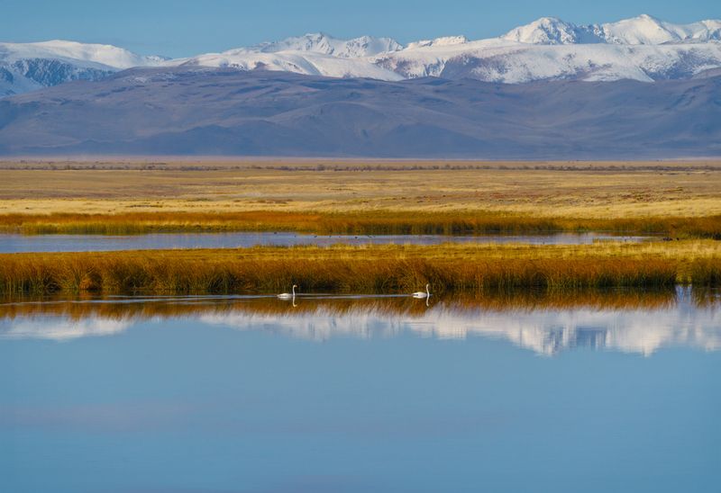 Россия, Алтай, озеро, лебеди, пейзаж Алтайское отражение фото превью