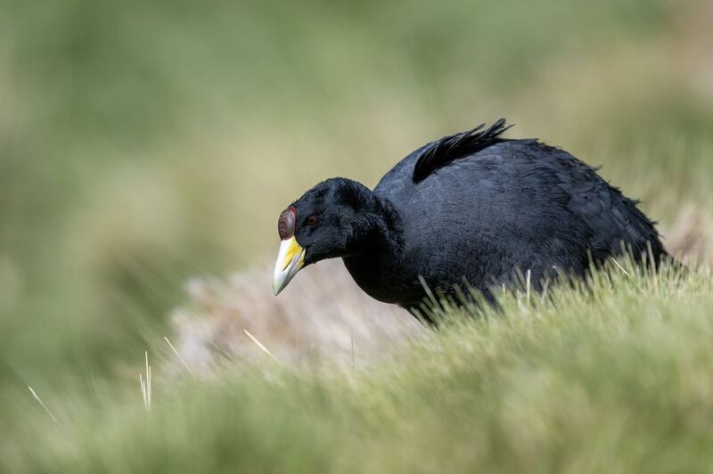 Slate-colored Coot фото превью