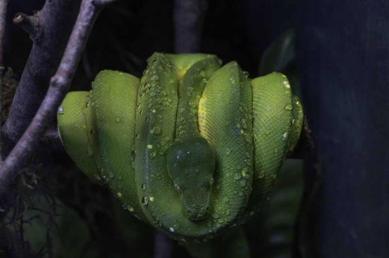 Green tree python фото превью