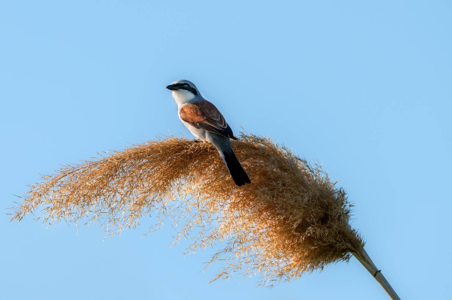 , Сергей Тихомиров