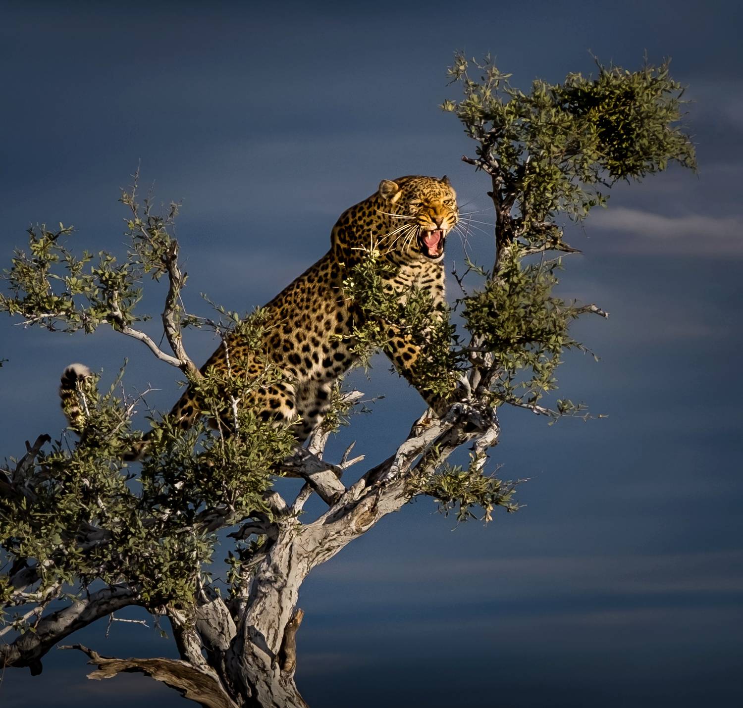 дикие животные, сафари, леопард, нд, africa, animal, намибия, африка, саванна, намибия 2021, namibia, leopard, кошки, дикие кошки, Демкина Надежда