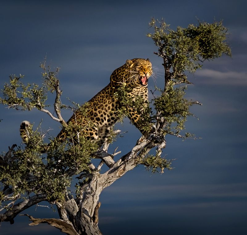 дикие животные, сафари, леопард, нд, africa, animal, намибия, африка, саванна, намибия 2021, namibia, leopard, кошки, дикие кошки Spirit of Africa фото превью