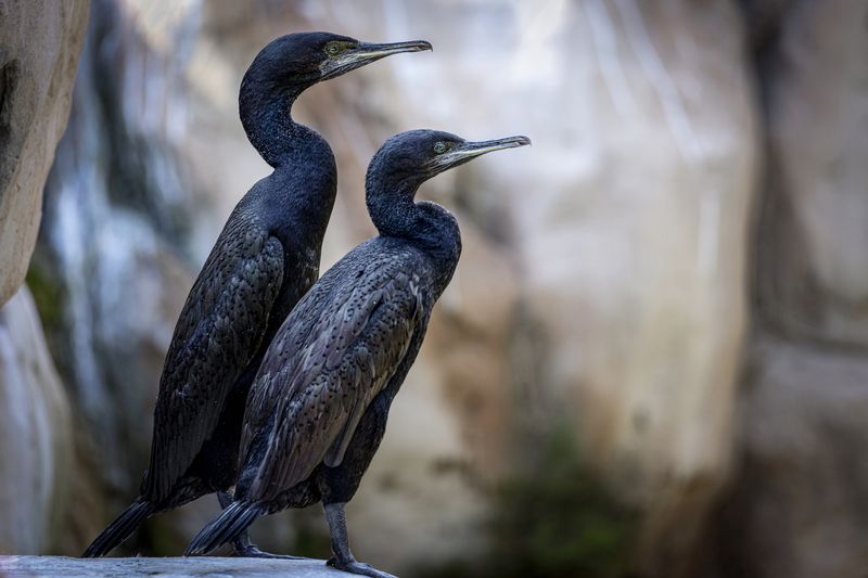 корморан Кормораны фото превью