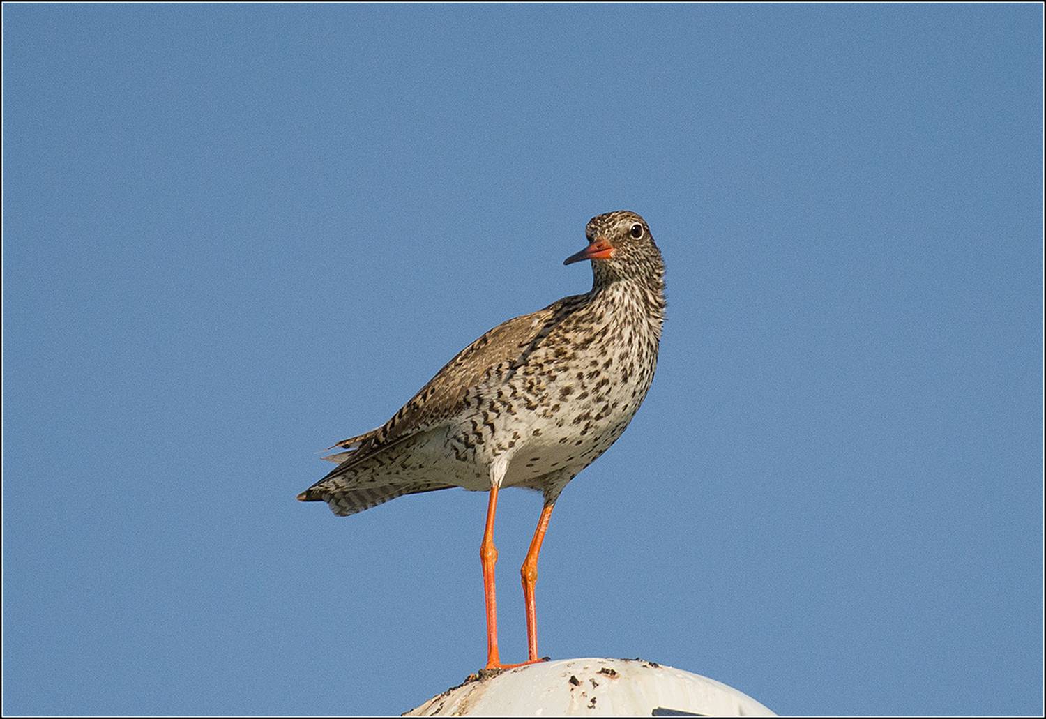 москва, май, парк, птица, АНАТОЛИЙ ДОВЫДЕНКО