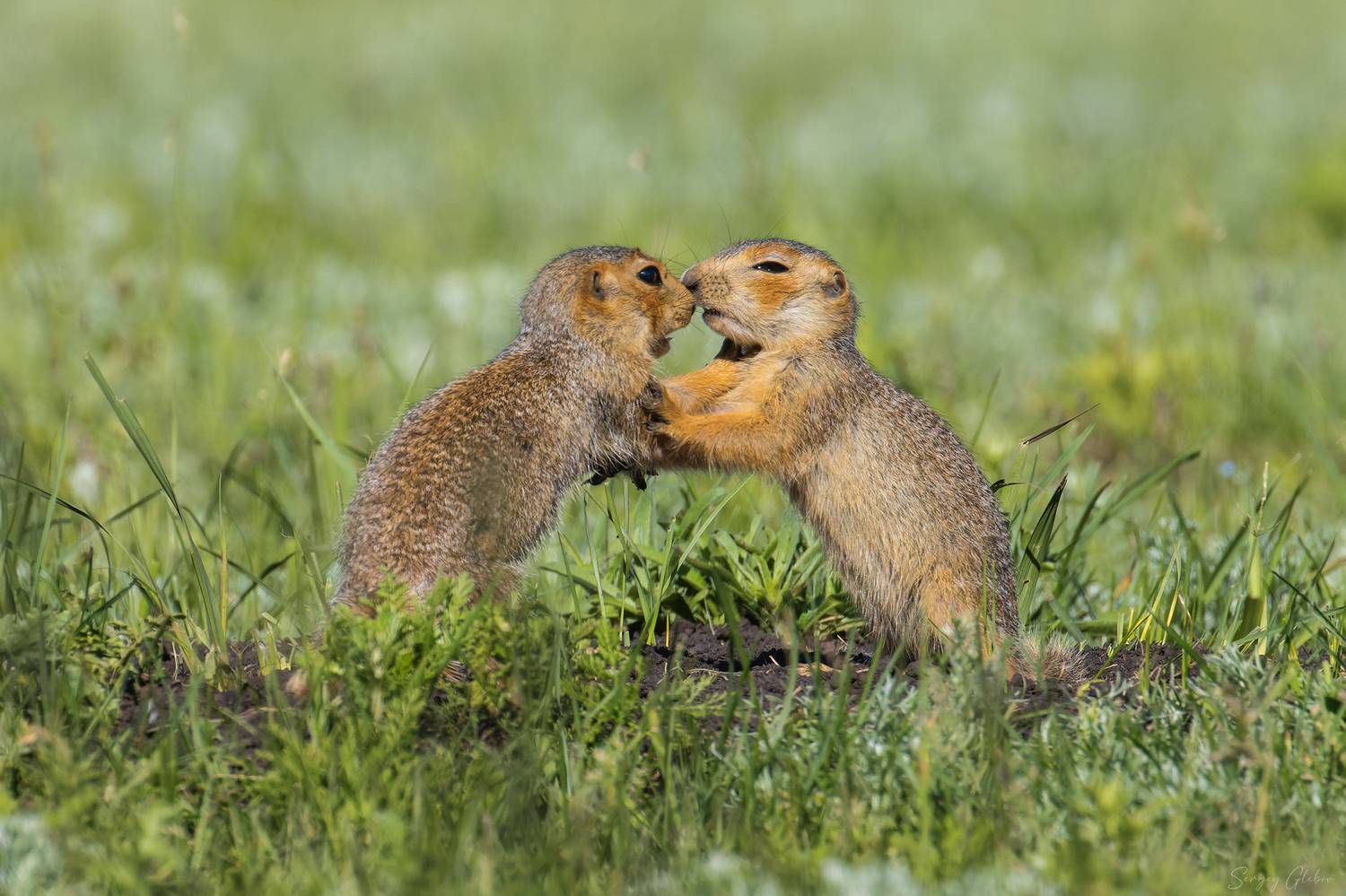 , Глебов Сергей