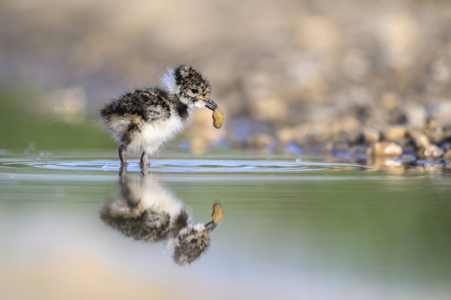 , Пупонин Сергей