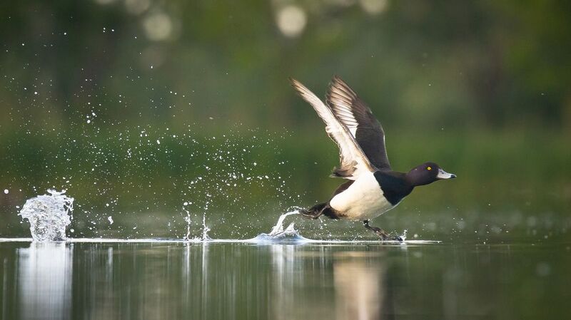Tufted duck фото превью