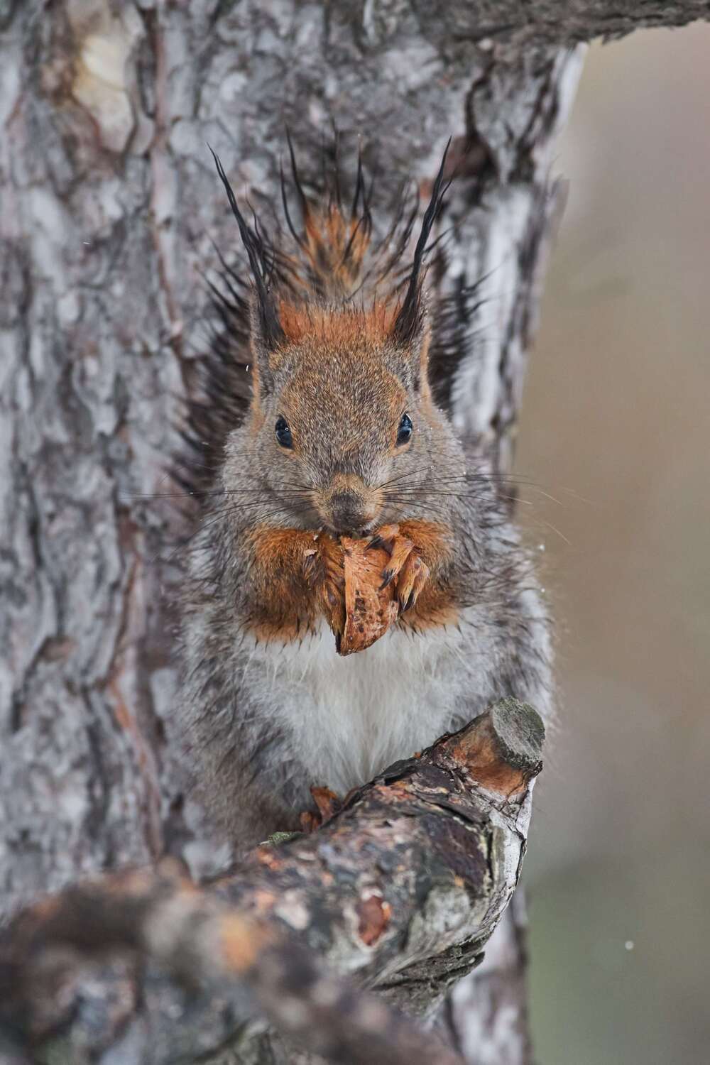 squirrel, volgograd, russia, wildlife, mammals, red squirrel, , Павел Сторчилов