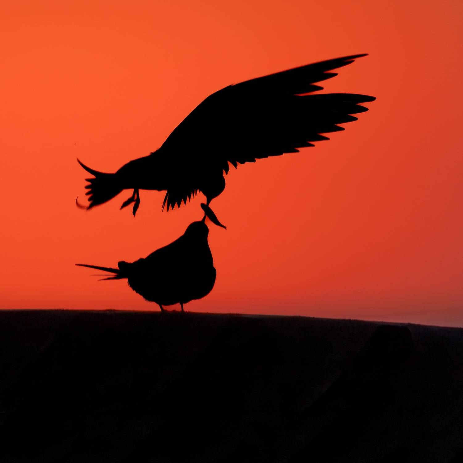 закат, финский залив, чайки, речная крачка, Руслан Pl