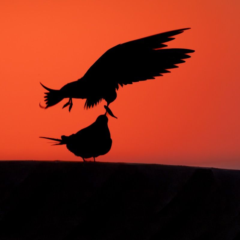 закат, финский залив, чайки, речная крачка Рыбная эстафета фото превью