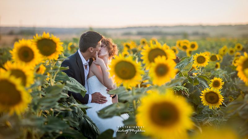 Подсолнухи фото превью