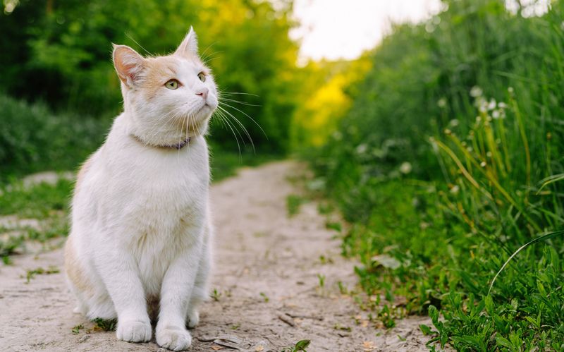 Кот фото превью