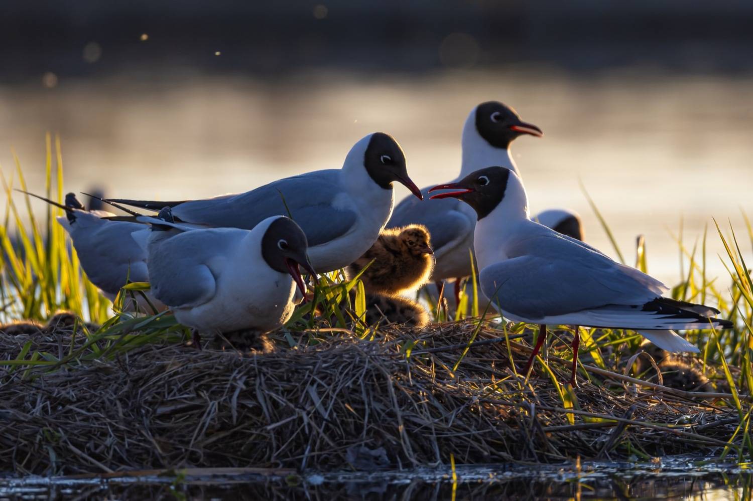 чайка, озерная чайка, птенец, Руслан Pl