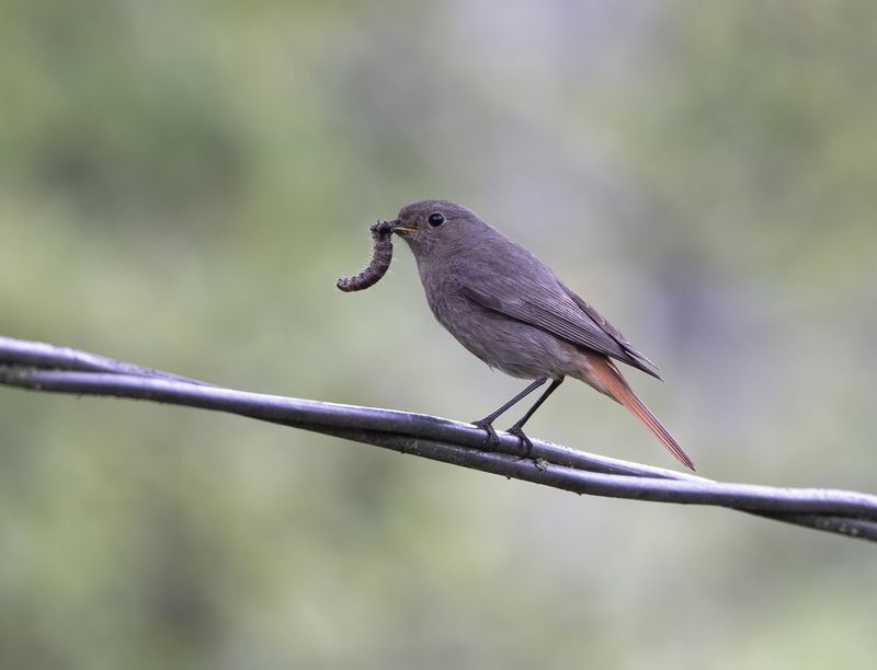 птицы,природа, весна На обед детишкам фото превью