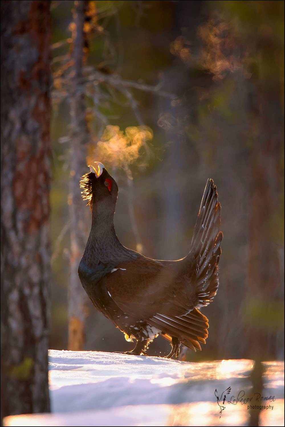 , Лобанов Роман